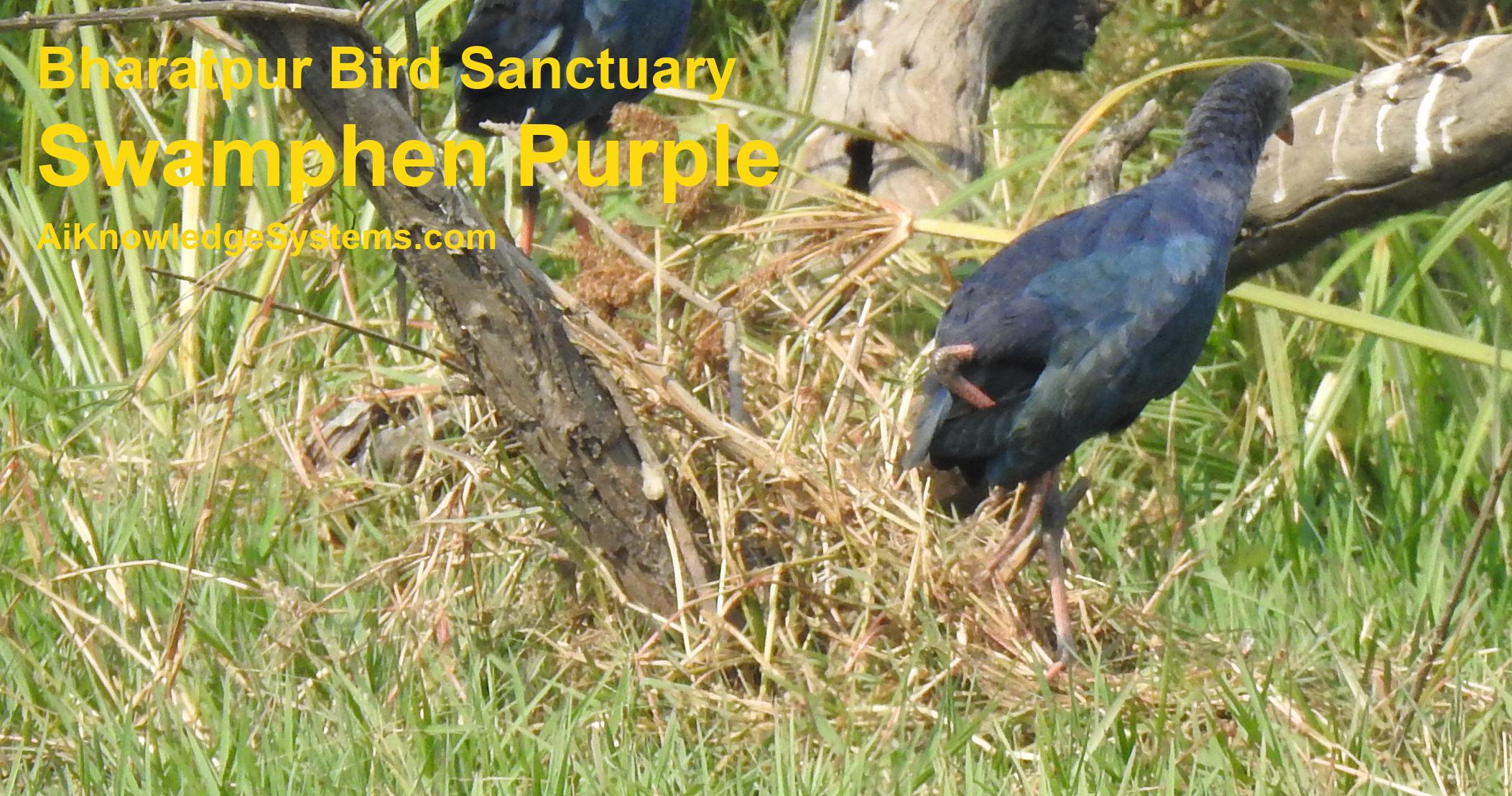 Swamphen Purple (1) Coming Soon